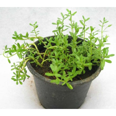 Brahmi Potted Plant